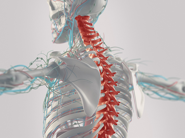 Chiropractic care - Nervous system - Germantown